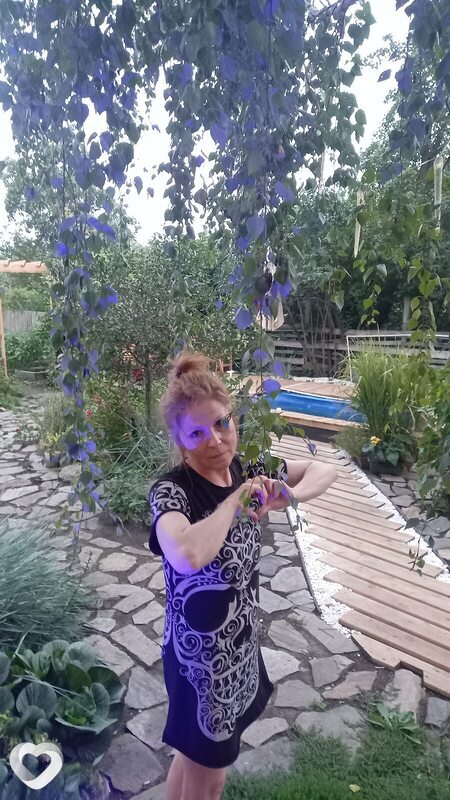 Роза